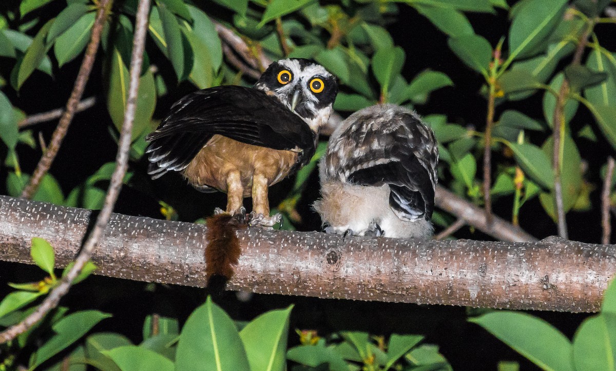 Spectacled Owl - ML245757051