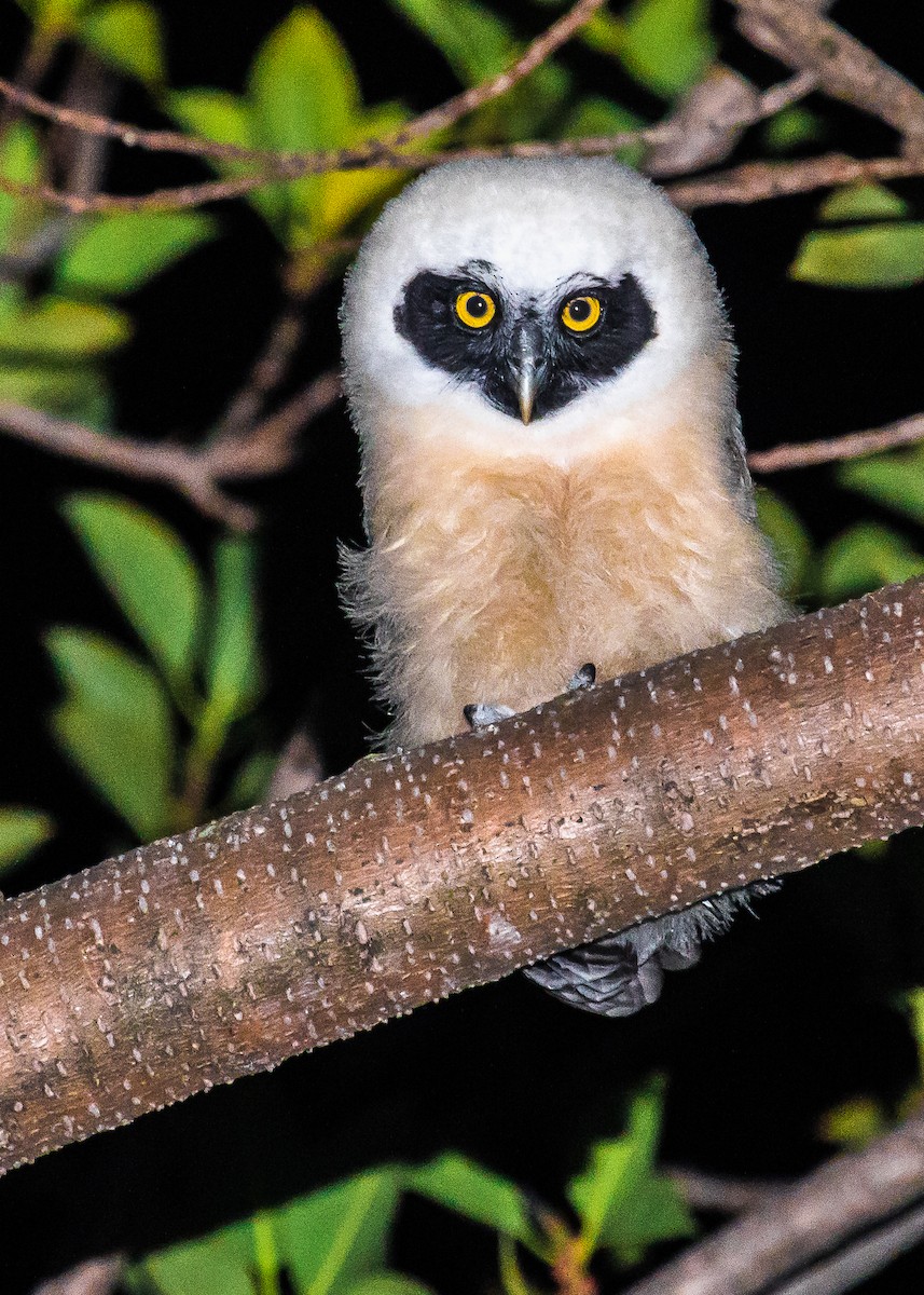 Spectacled Owl - ML245757071