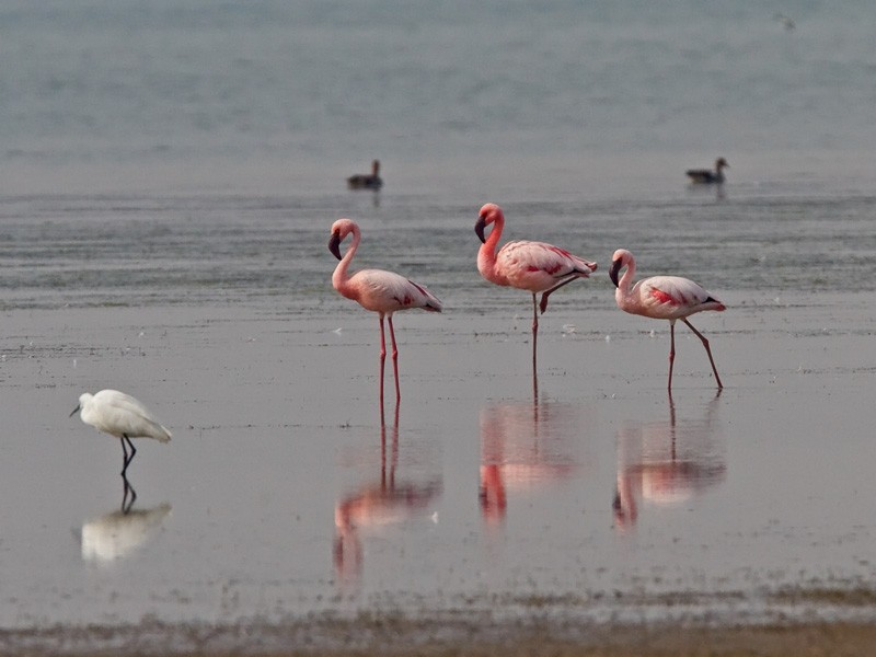 Lesser Flamingo - ML245757971