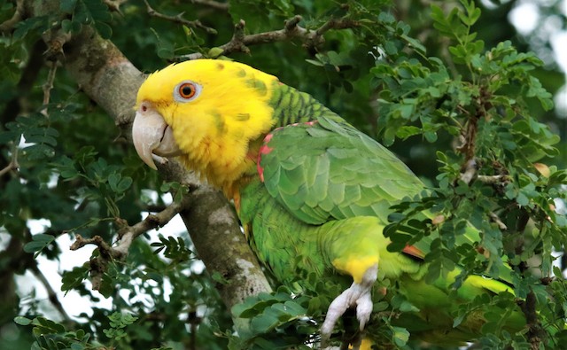 Possible confusion species: Yellow-headed Parrot (<em class="SciName notranslate">Amazona oratrix</em>). - Yellow-headed Parrot - 