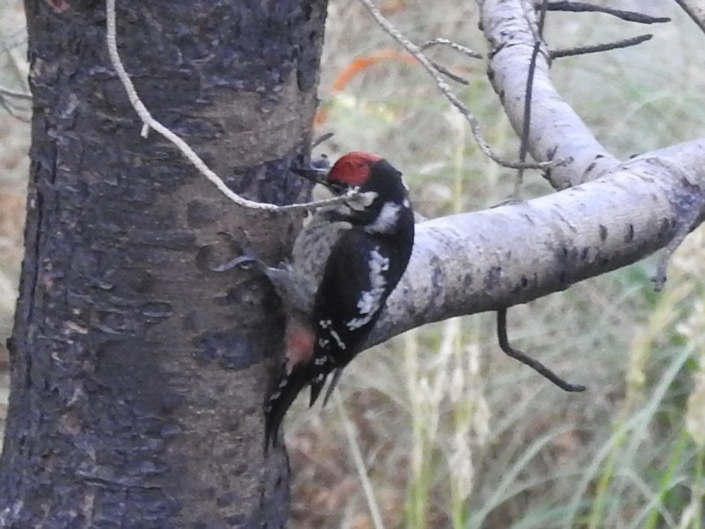 Great Spotted Woodpecker (Atlas) - José Navarrete Pérez