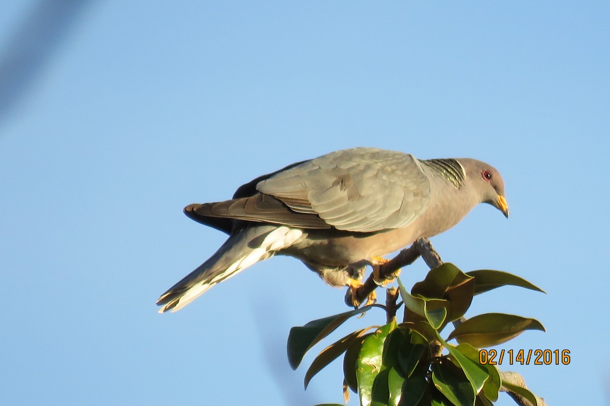 Band-tailed Pigeon - ML24576871