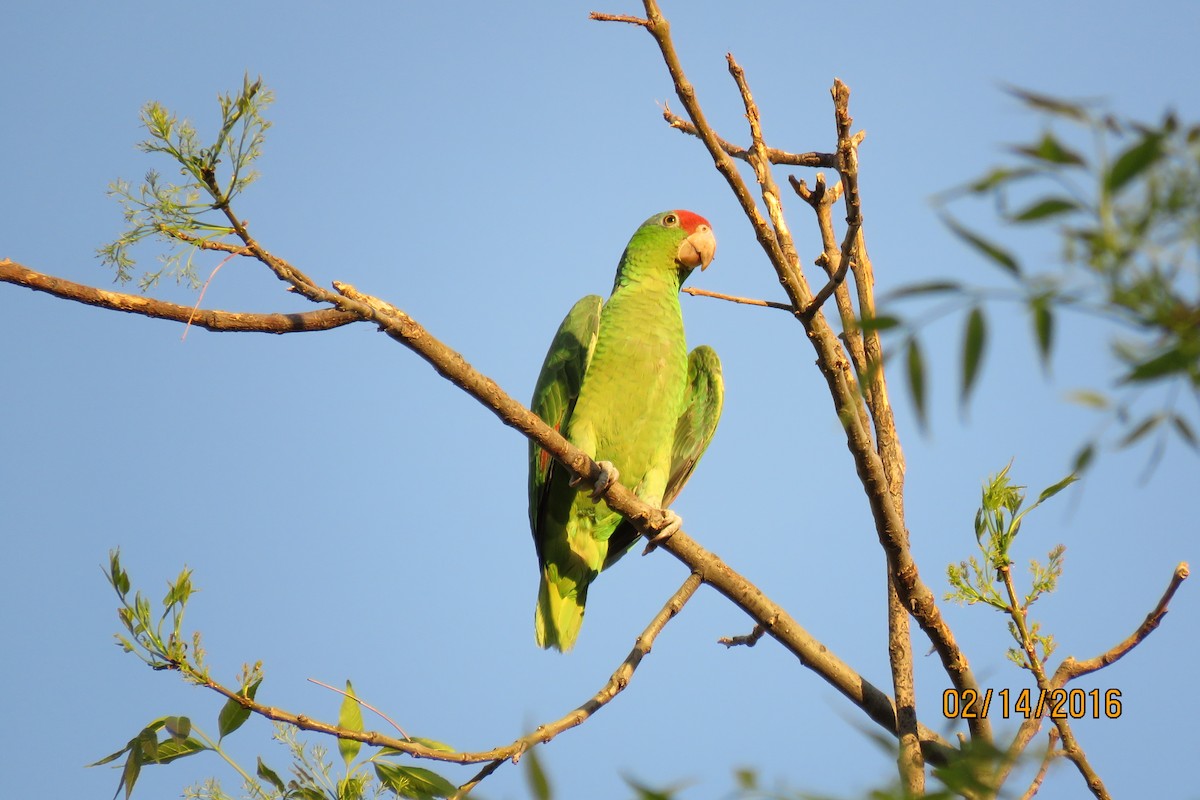Red-crowned Parrot - ML24576901