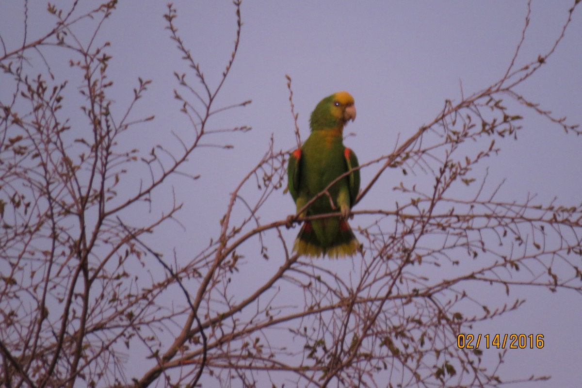 Yellow-headed Parrot - Paul Wolter