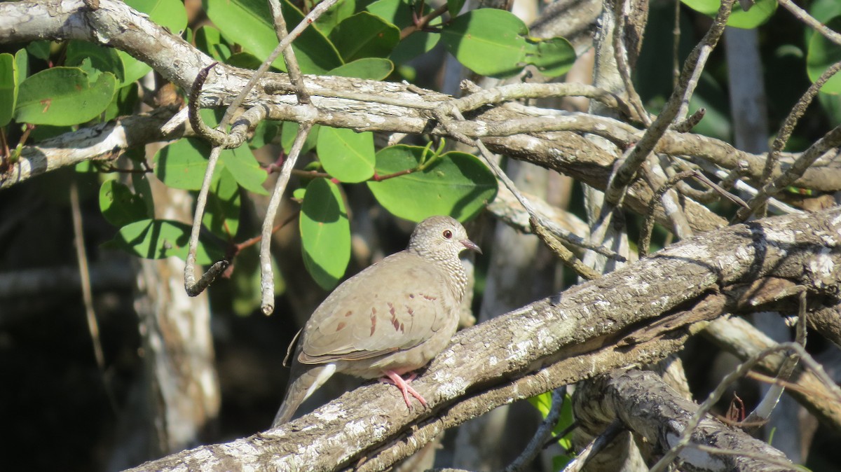 Common Ground Dove - R Barbeau