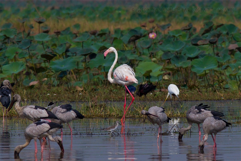 Greater Flamingo - ML24577591