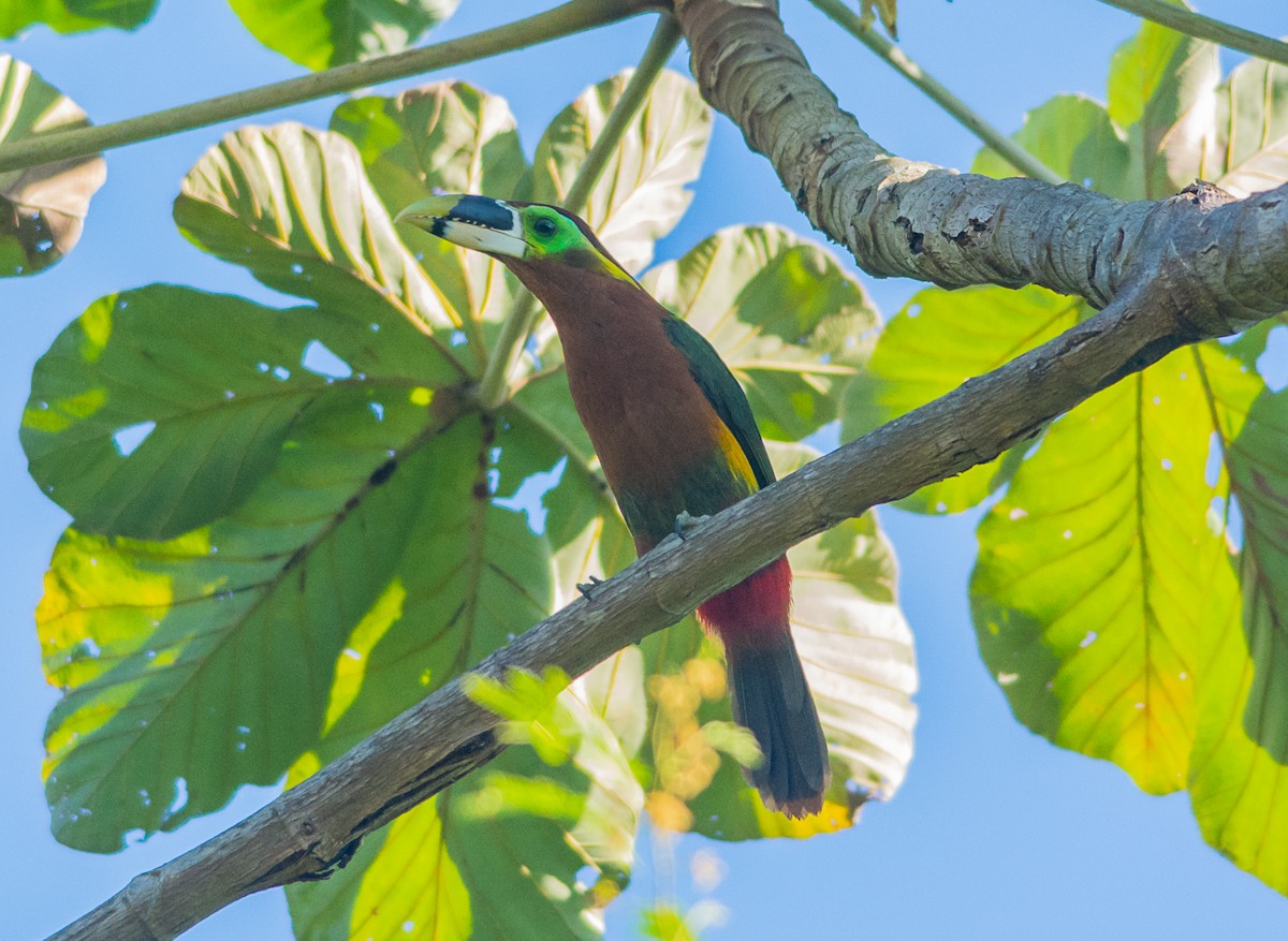 Gould's Toucanet - Anderson  Sandro