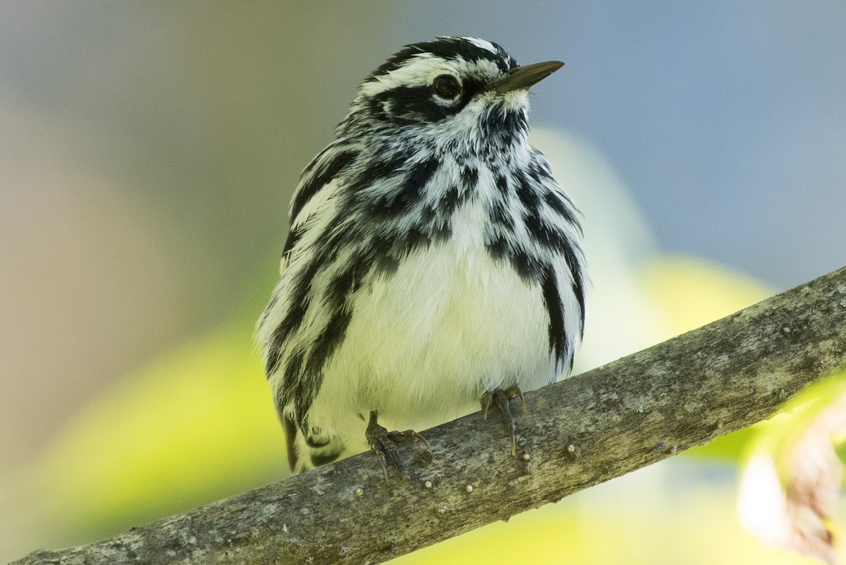 Black-and-white Warbler - ML245776641