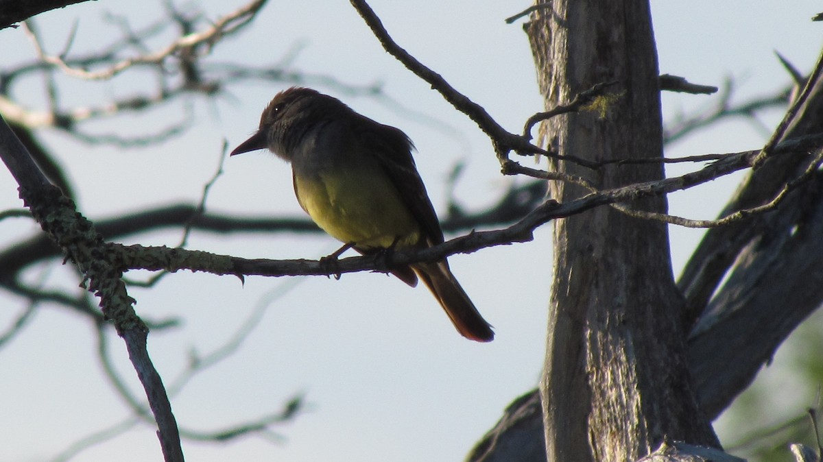 Great Crested Flycatcher - ML245778101