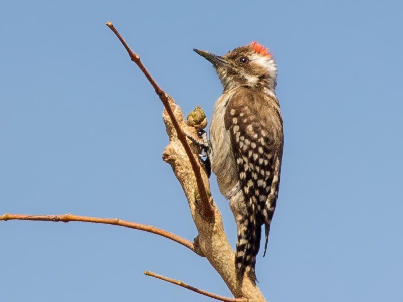 Brown-backed Woodpecker - Michael Hooper