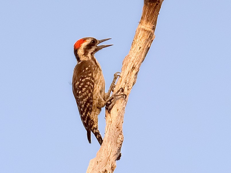 Brown-backed Woodpecker - eBird
