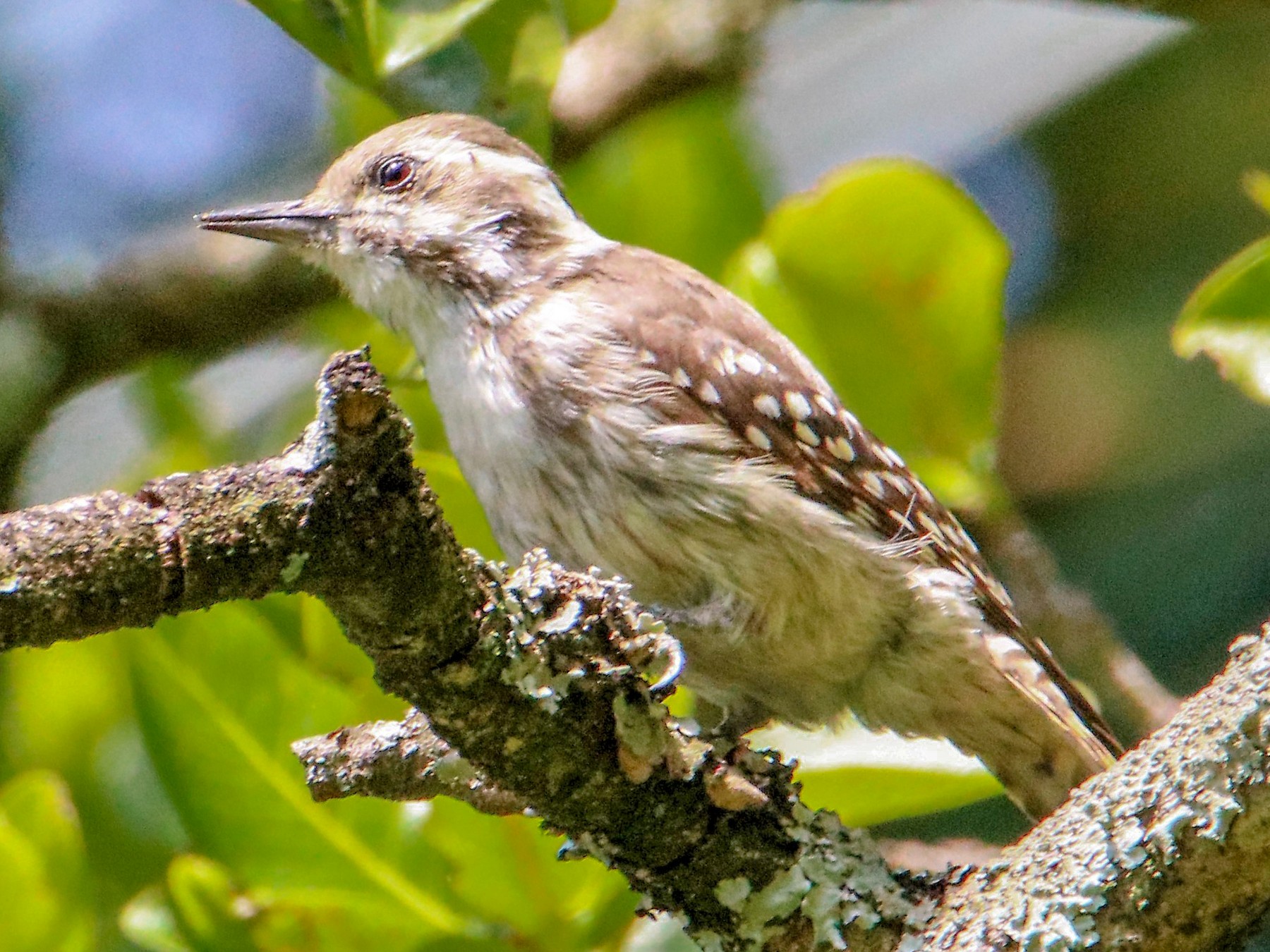 Brown-backed Woodpecker - James Kashangaki