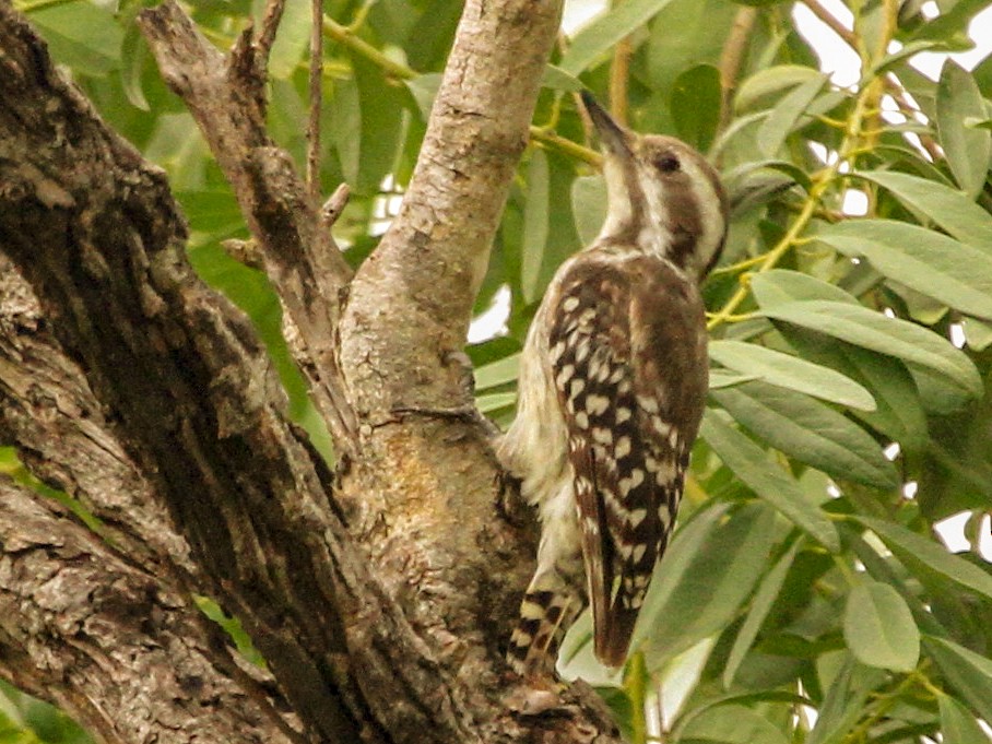 Brown-backed Woodpecker - Stephen Gast