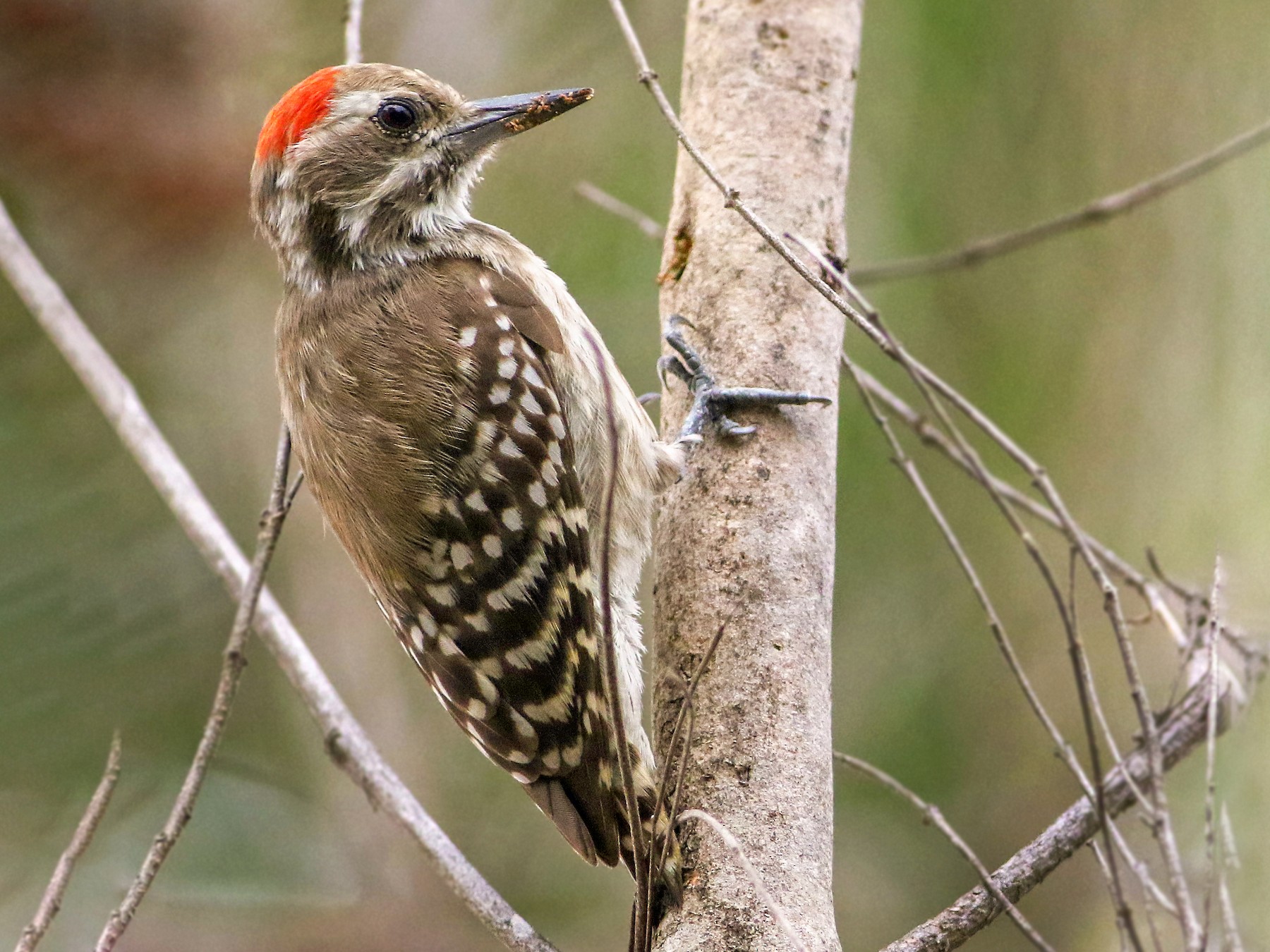 Brown-backed Woodpecker - Andrew Spencer