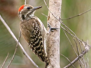  - Brown-backed Woodpecker