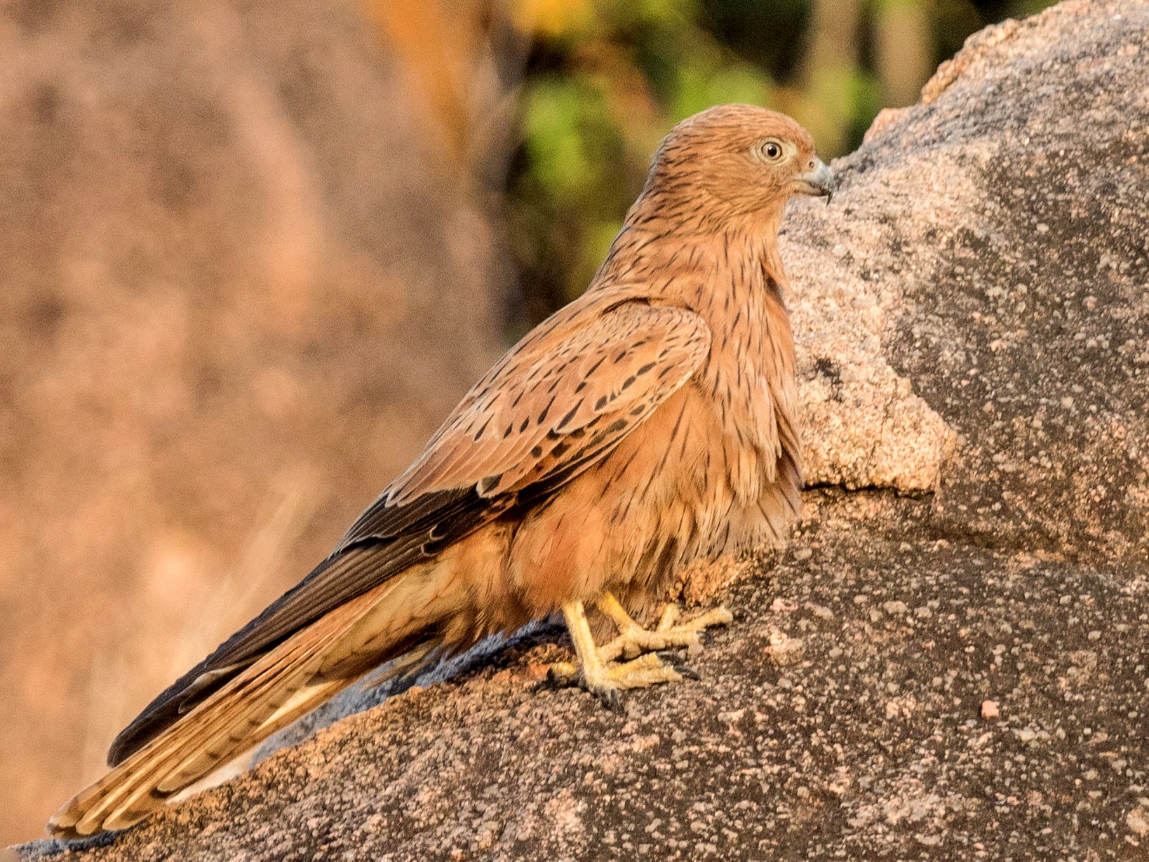 Fox Kestrel - Jim Hully