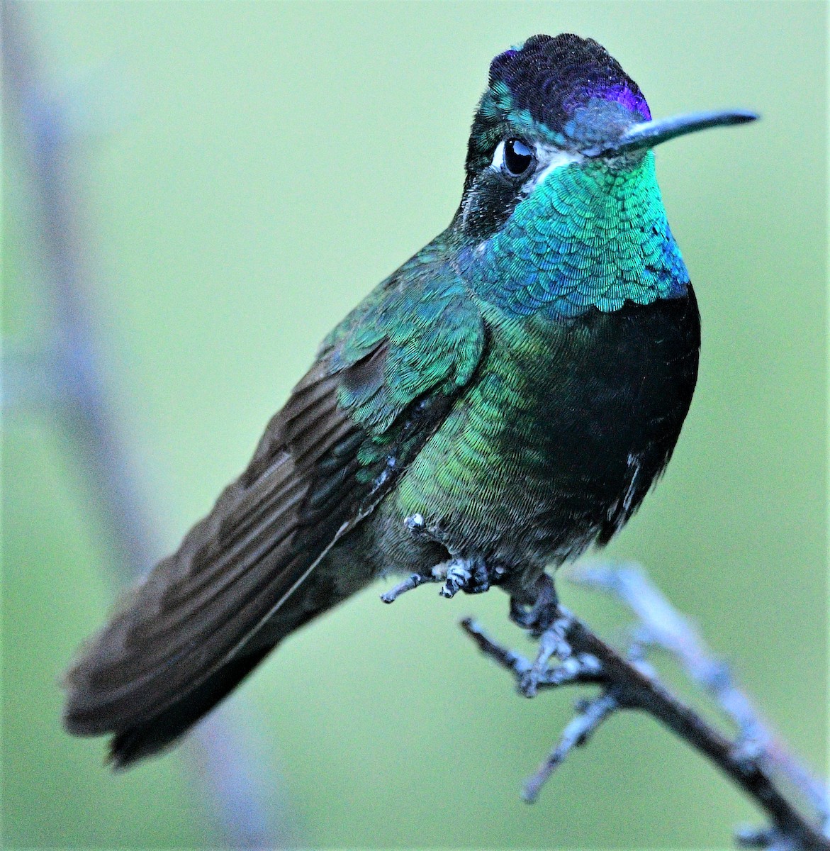 Rivoli's Hummingbird - Dawn Abbott