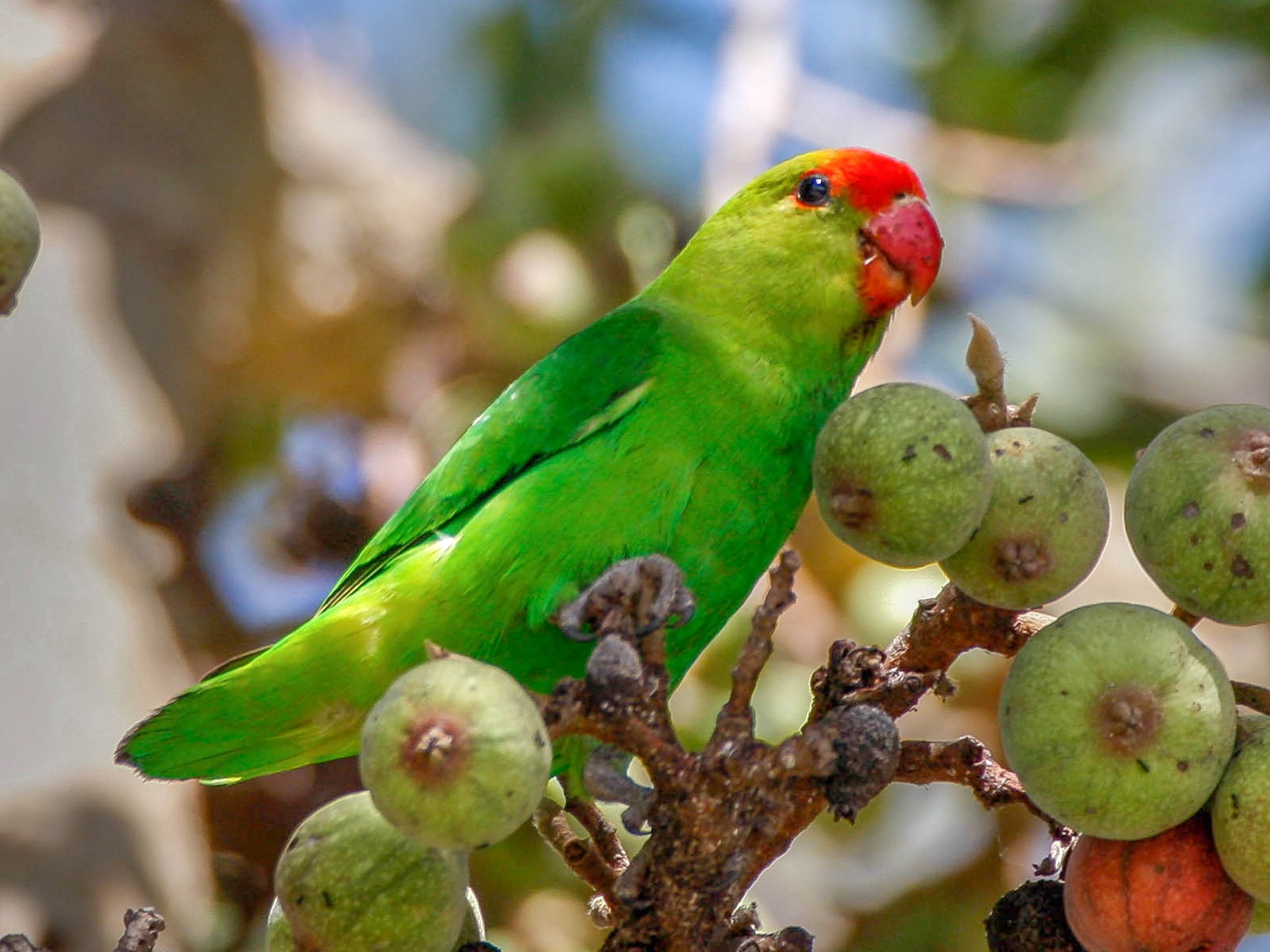 Black-winged Lovebird - Michael Riffel