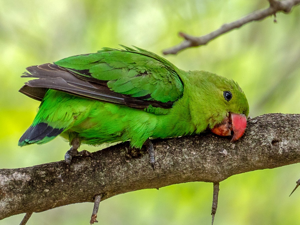 Black-winged Lovebird - Forest Botial-Jarvis