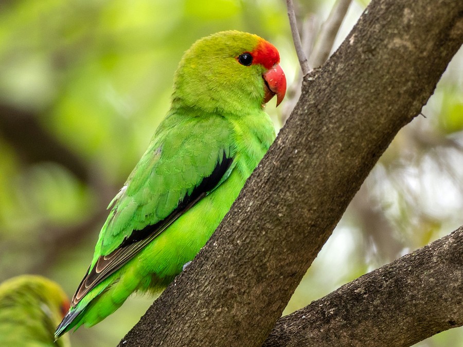 Black-winged Lovebird - eBird