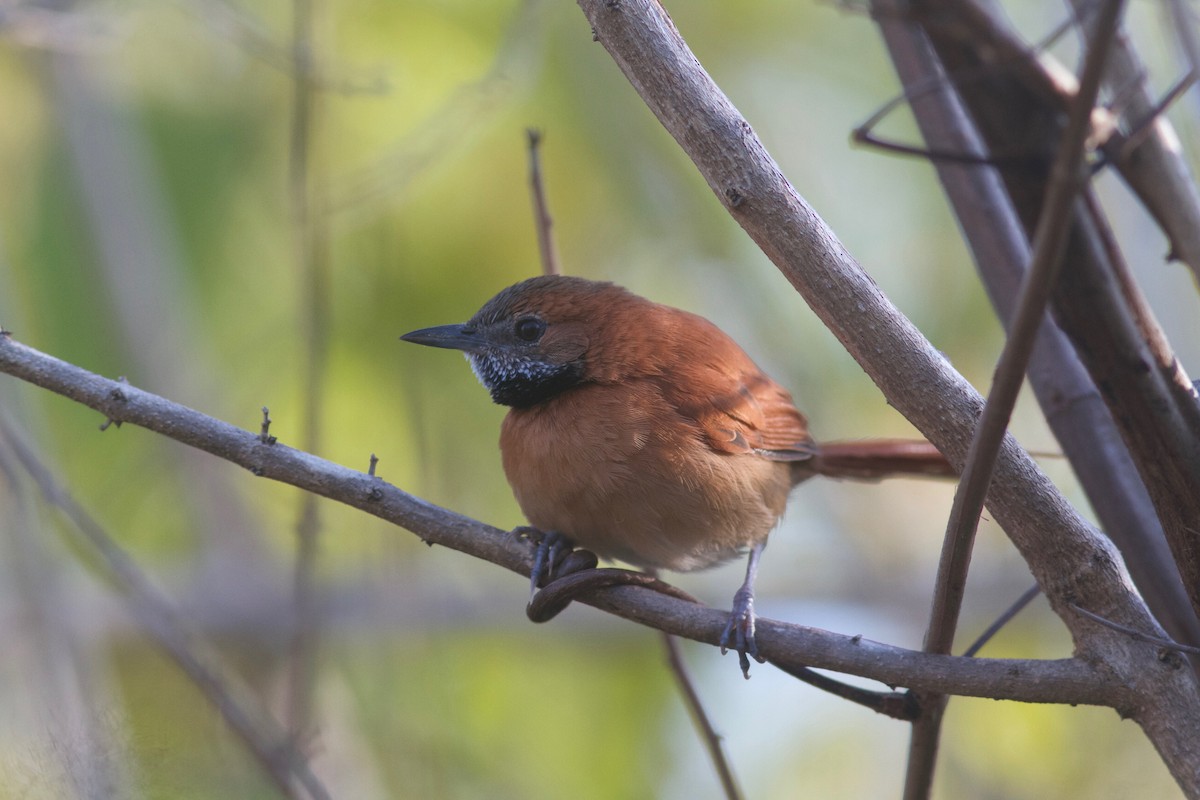 Hoary-throated Spinetail - ML245800141