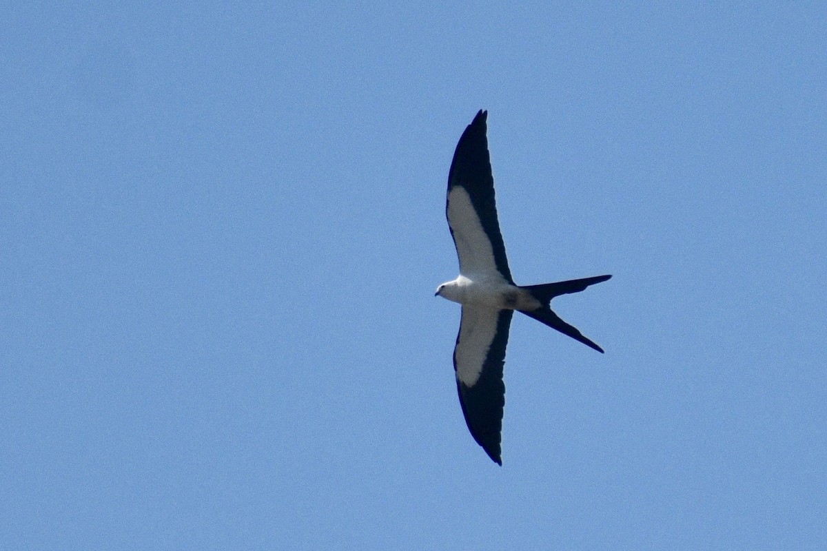Swallow-tailed Kite - ML245801321