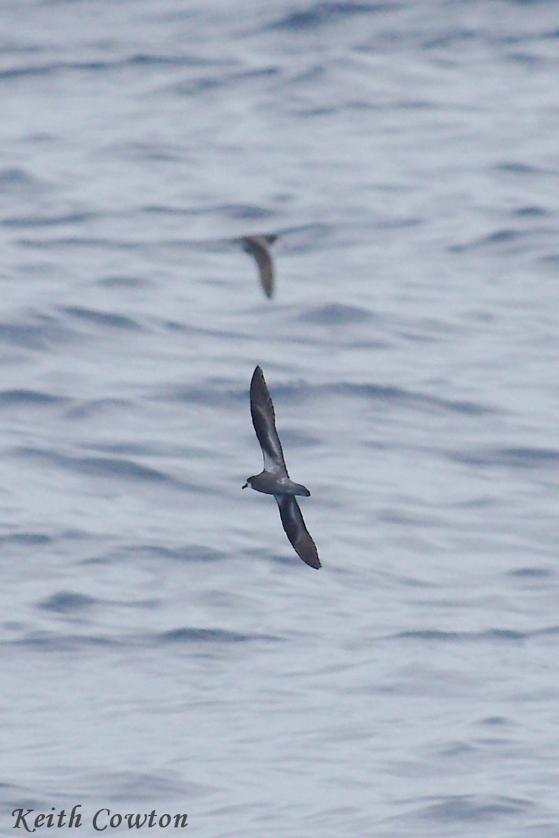 Collared Petrel (Magnificent) - Keith Cowton