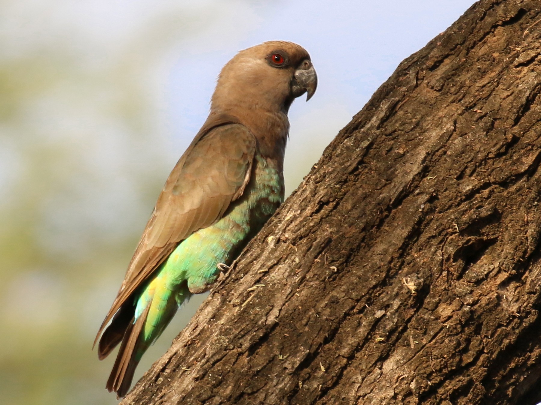 Red-bellied Parrot - Fikret Ataşalan