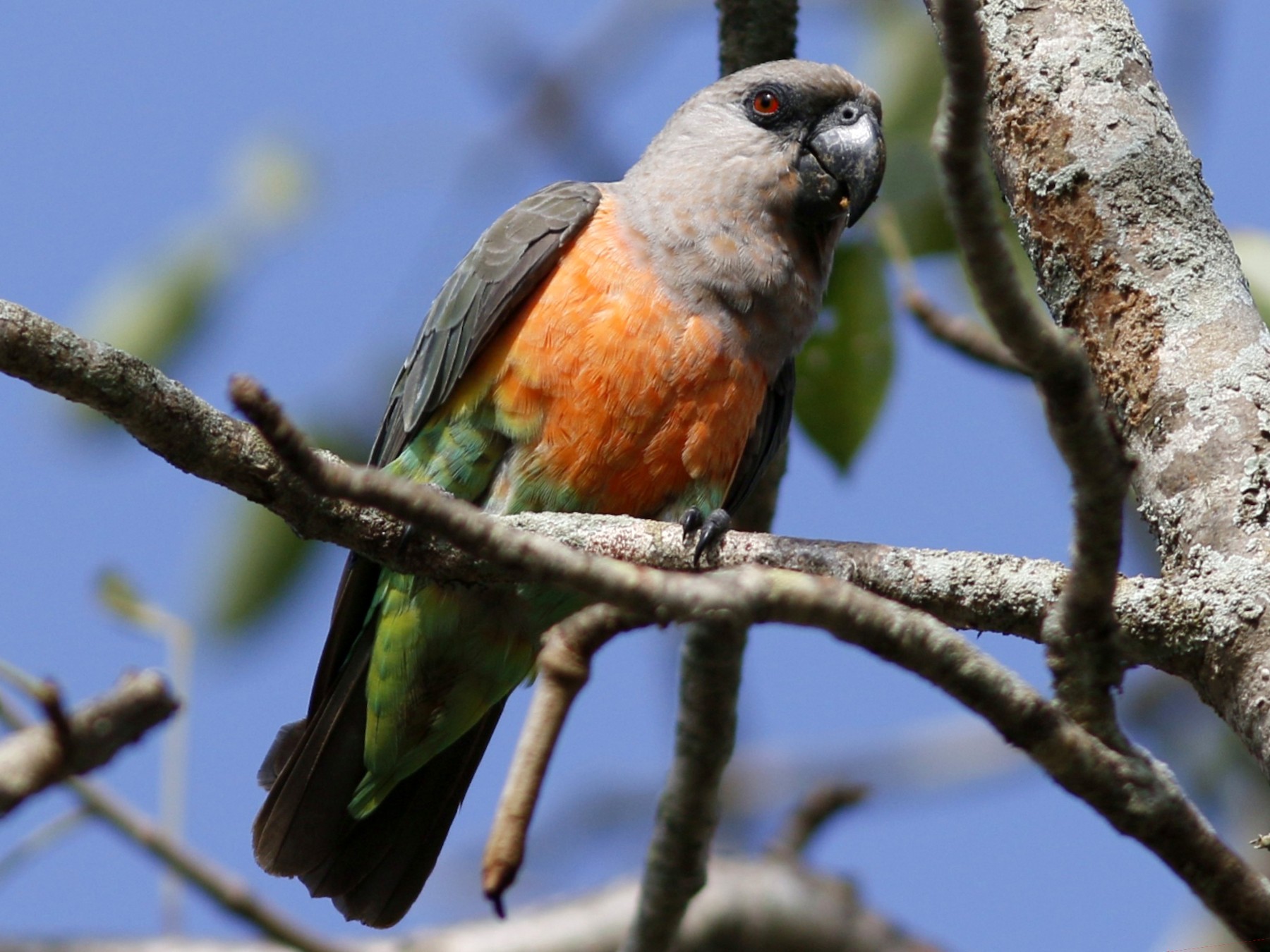 Red-bellied Parrot - John C Sullivan
