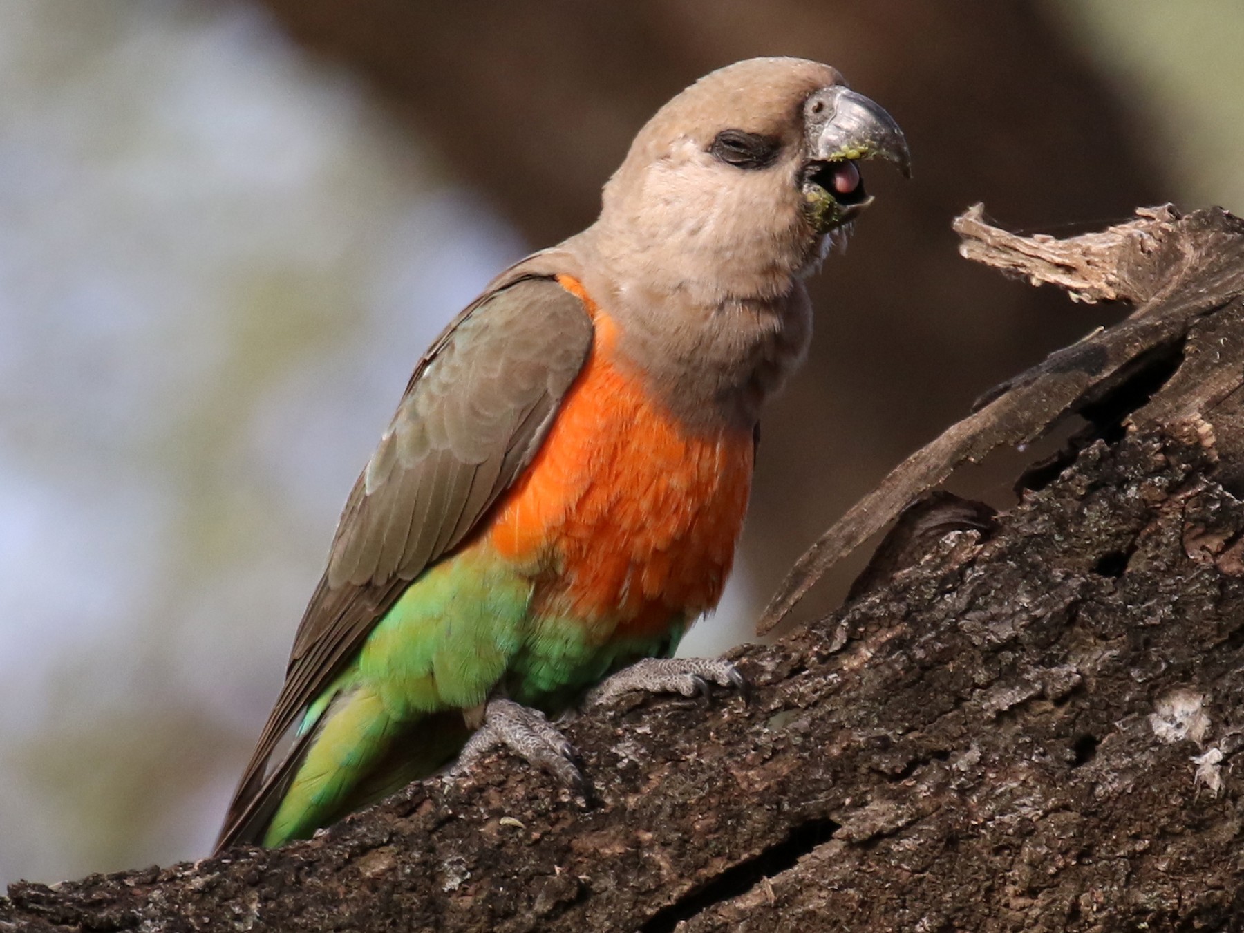 Red-bellied Parrot - Fikret Ataşalan