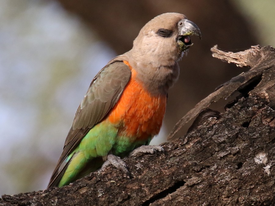 Red Bellied Parrot Ebird