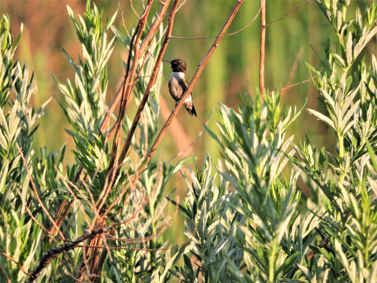 Ruby-throated Hummingbird - Bruce Nott