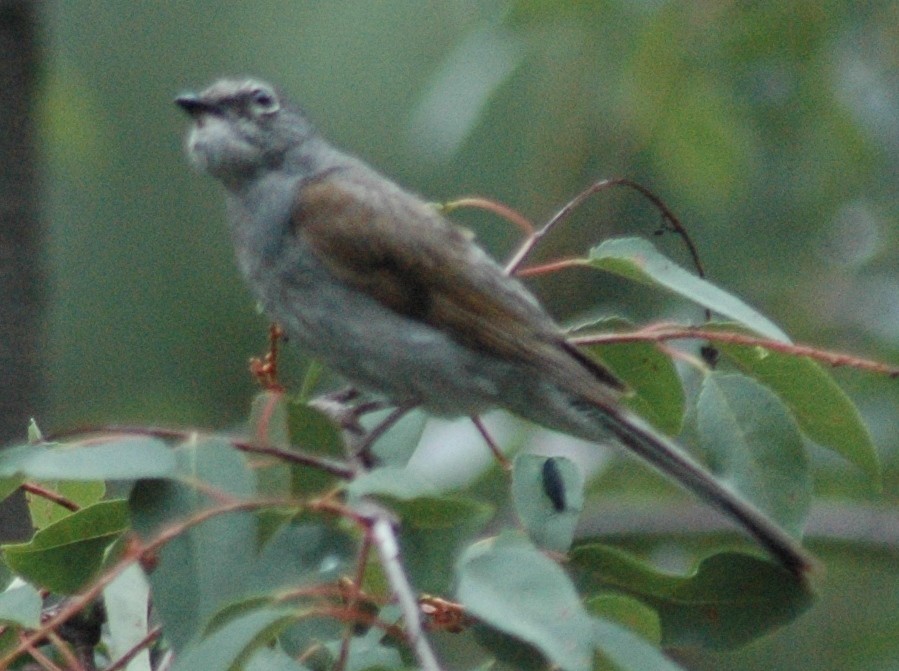 Brown-backed Solitaire - ML24581301