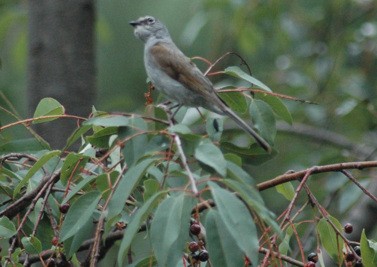 Brown-backed Solitaire - ML24581311