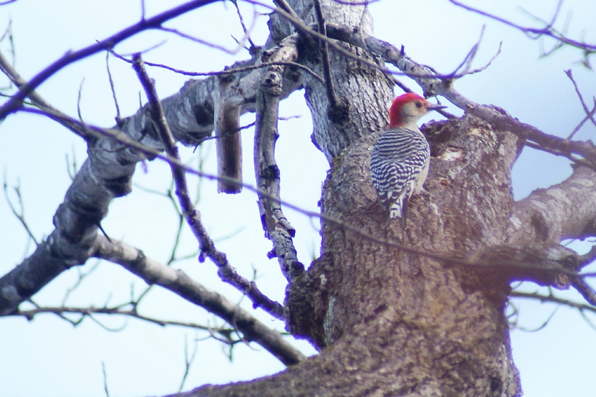 Red-bellied Woodpecker - ML24581821