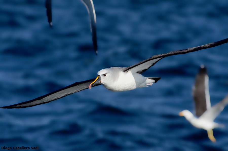 Atlantic Yellow-nosed Albatross - Diego Caballero Sadi