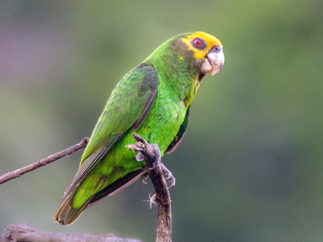 Yellow-fronted Parrot - Simon Colenutt