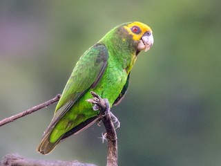 - Yellow-fronted Parrot
