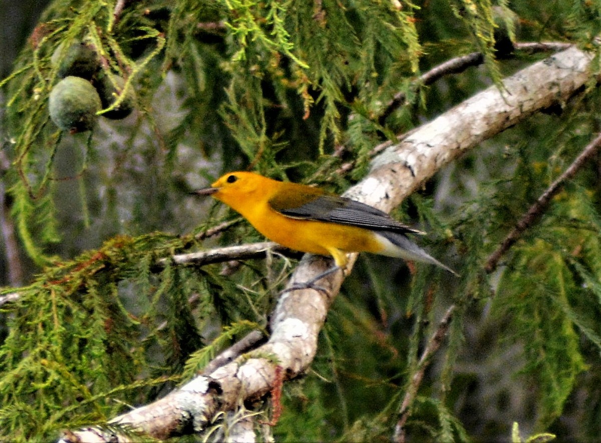 eBird Checklist 25 Jun 2020 Newnans LakeEarl P. Powers Park 4