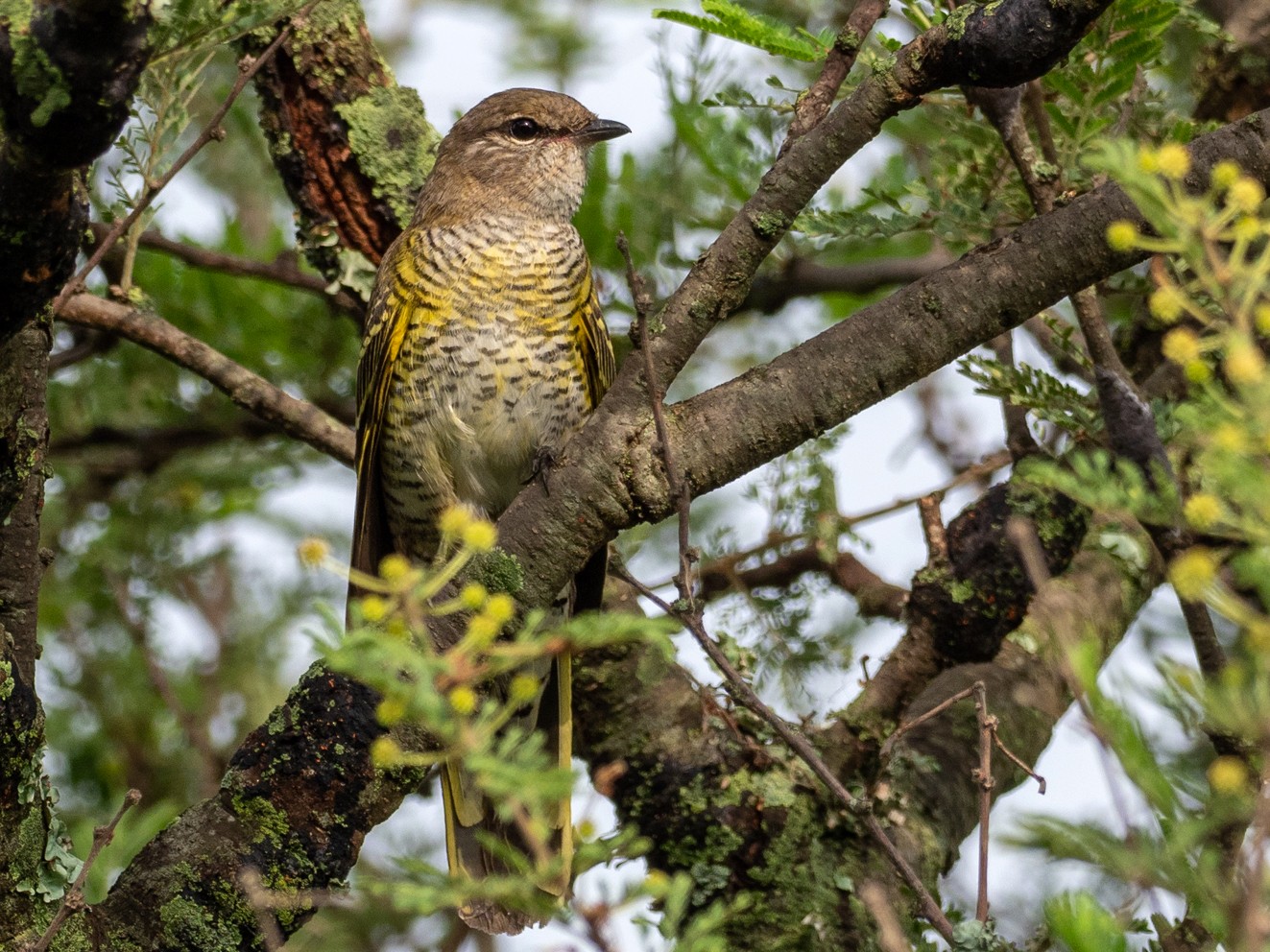 Red-shouldered Cuckooshrike - Forest Botial-Jarvis