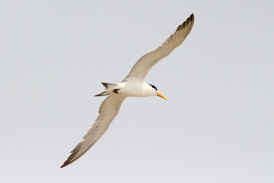 Great Crested Tern - ML245834571