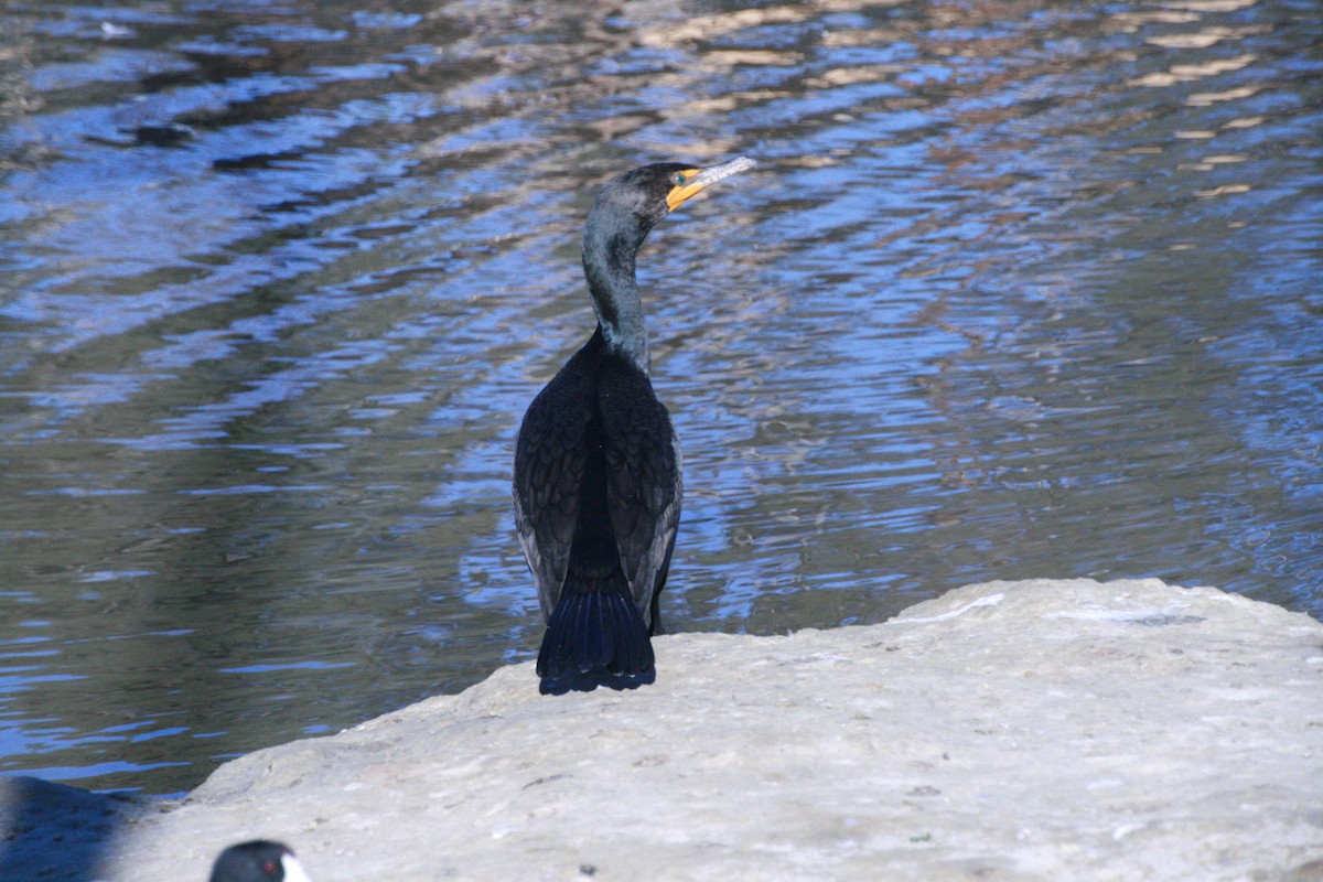 Double-crested Cormorant - Denise Riddle