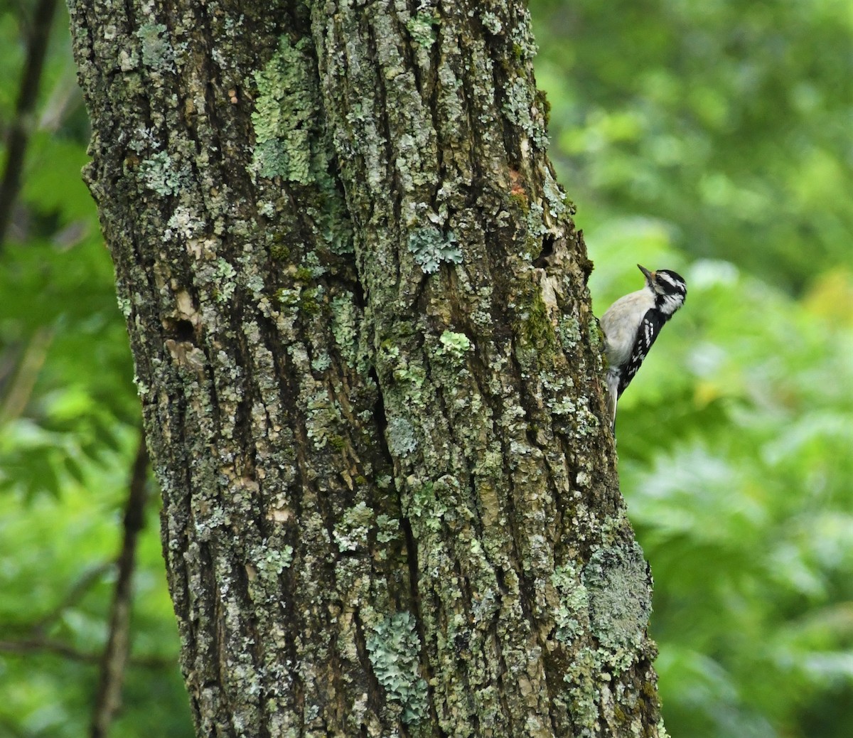 Downy Woodpecker (Eastern) - ML245840571
