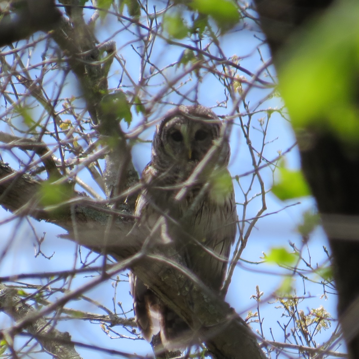 eBird Checklist 26 Apr 2015 Nanticoke Wildlife AreaPhillips
