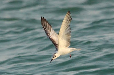 White-winged Tern - ML245843491