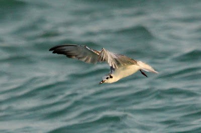 White-winged Tern - ML245843501