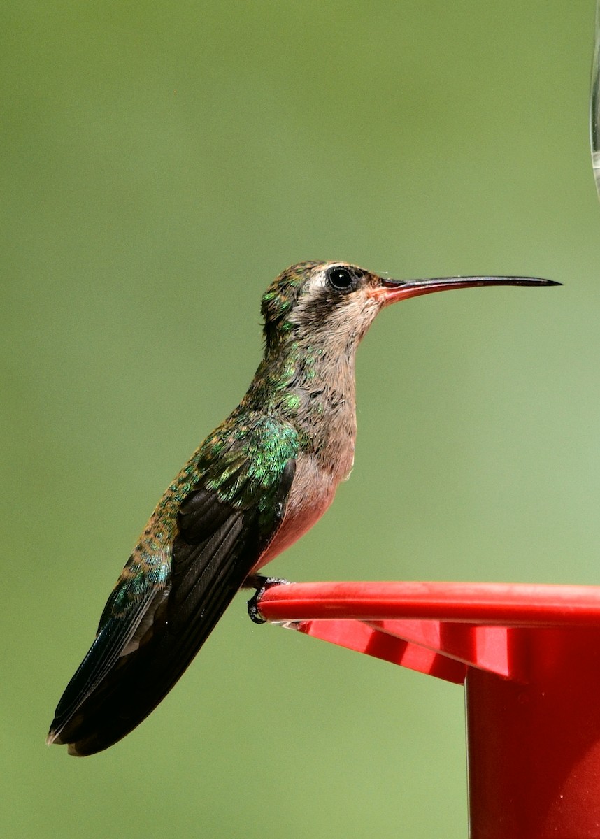 Broad-billed Hummingbird - Nate Gowan