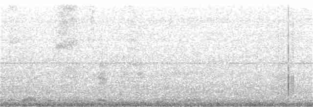 Grallina Australiana - ML245848491
