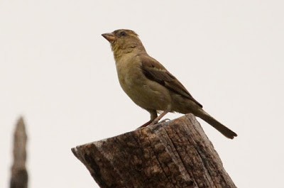 Plain-backed Sparrow - Kris Webb