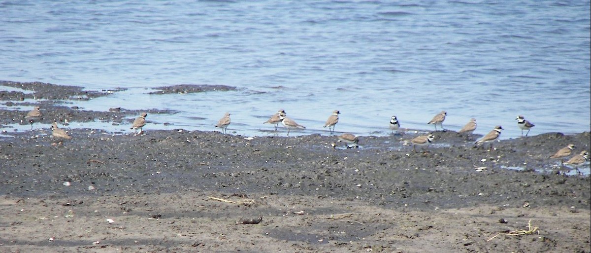 Semipalmated Plover - ML24585741